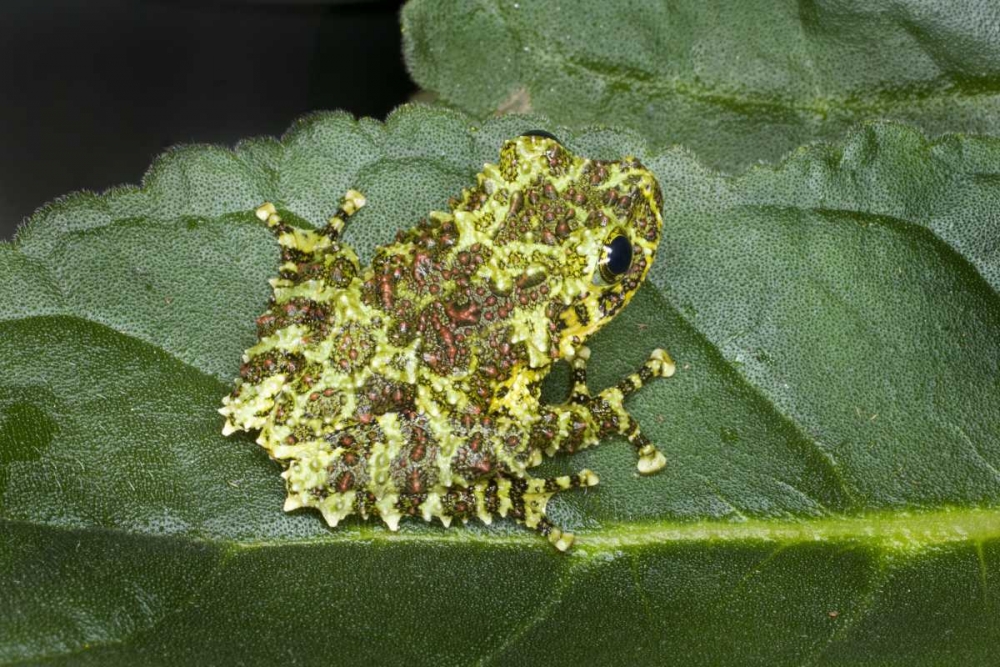 Southeast Vietnam Mossy tree frog on leaf